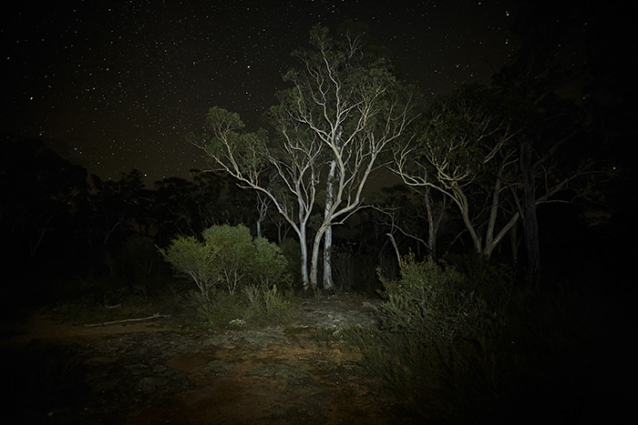 belanglo  forest  night  long exposure ivan milat backpacker murders serial killer murder Landscape dark bush trees New South Wales Australia
