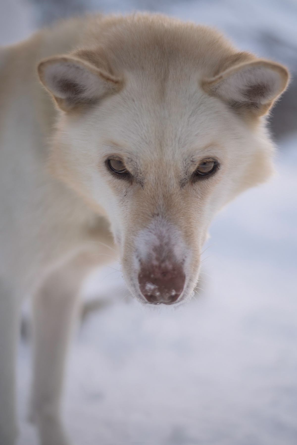 animal portrait close up dogs husky Natural Light norway portrait photography sled dogs winter husky dog