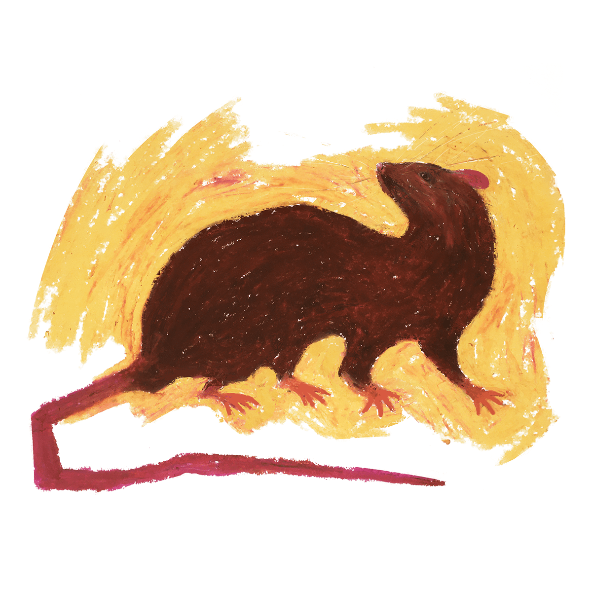 Illustration of a rat.