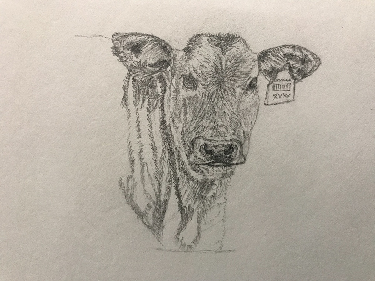 calf graphite pencil Drawing  pencil baby cow cow artwork art fine art animal Cattle