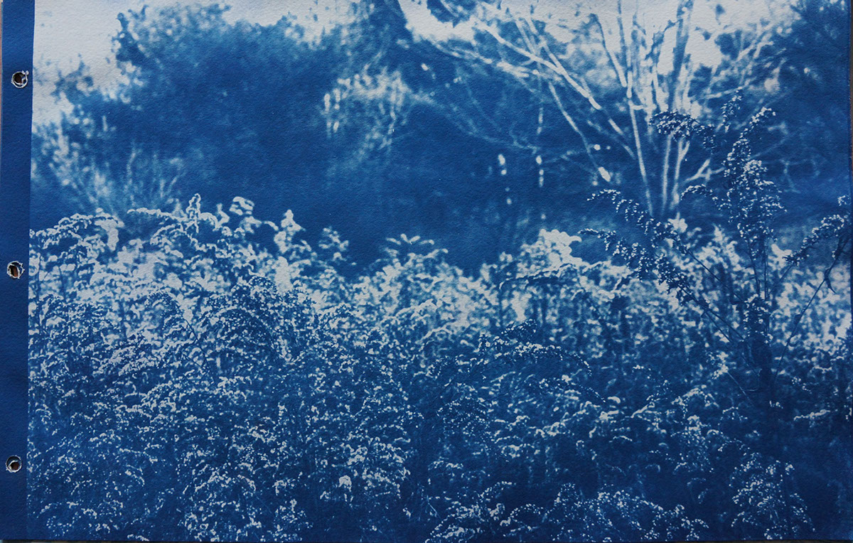 alternative process cyanotype toned cyanotype Modern Tintype digital negatives slides lanscape photography