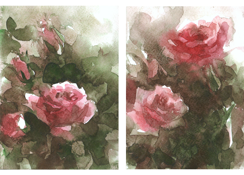 Flowers rose watercolor