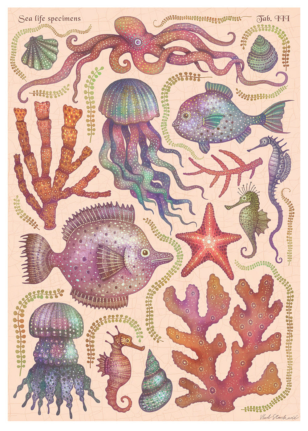 sea animals natural history SciArt sea life ILLUSTRATION  cabinet of curiosities art marine life sea creatures