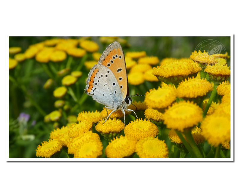Nature butterfly naturephotography natur Naturfotografie naturephoto insect wildlife naturfoto natureandclick