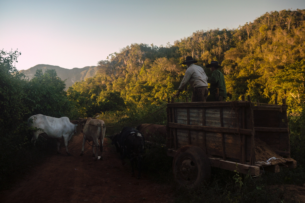 cuba strobist Prodotto Documentary  reportage portrait tobacco