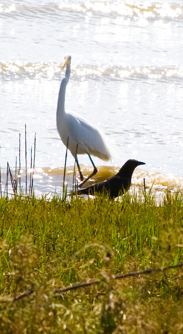 birds egret crow gopher wildlife
