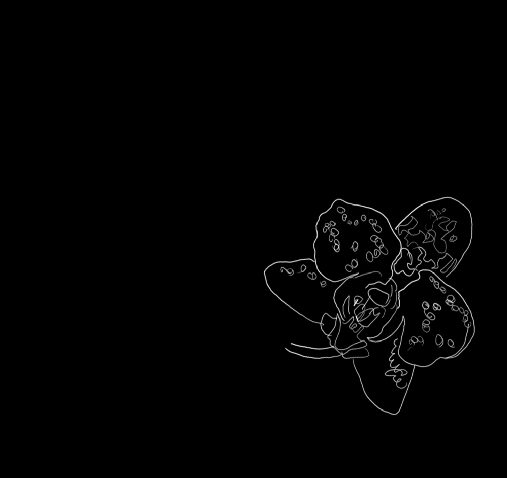 Flowers wacom intouspro animation2d frame by frame Love