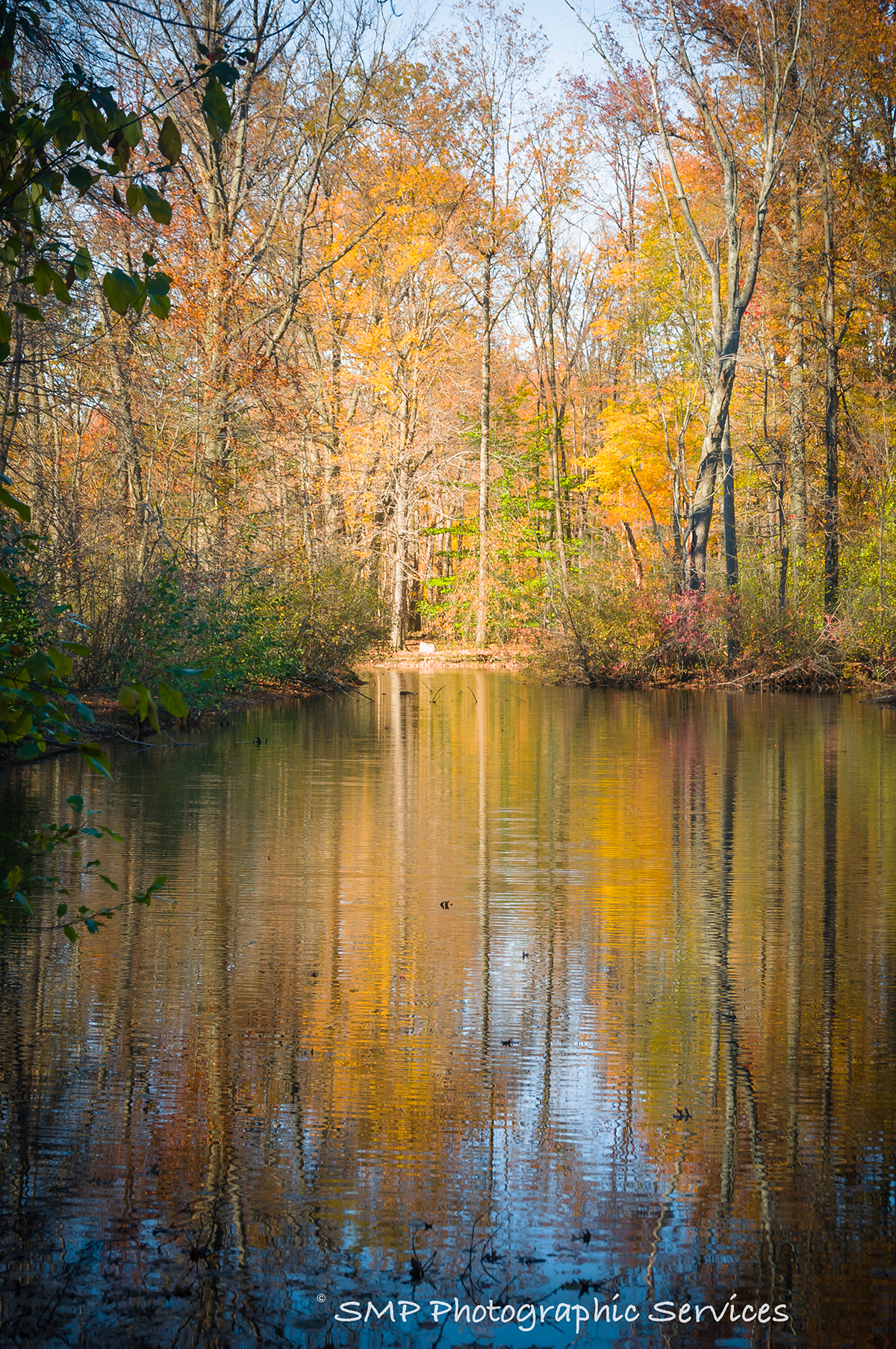 Adobe Portfolio autumn metropark Fall Landscape wildlife color Nikon D800 ohio leaves Beautiful