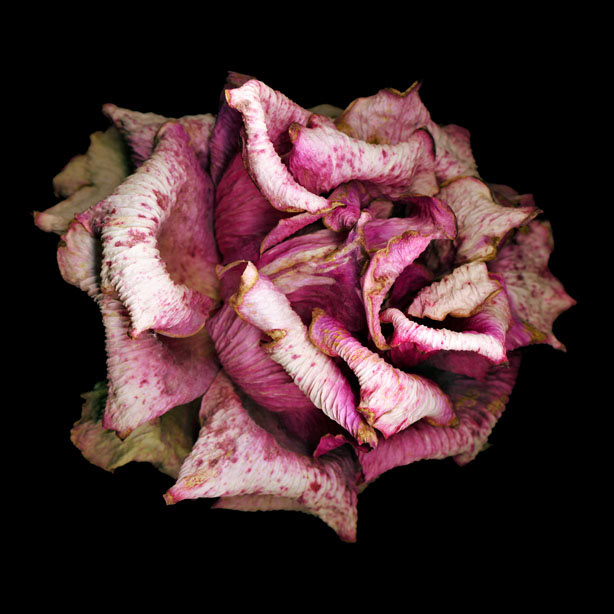 art scanner scanography scannography fading Roses color colorful black background
