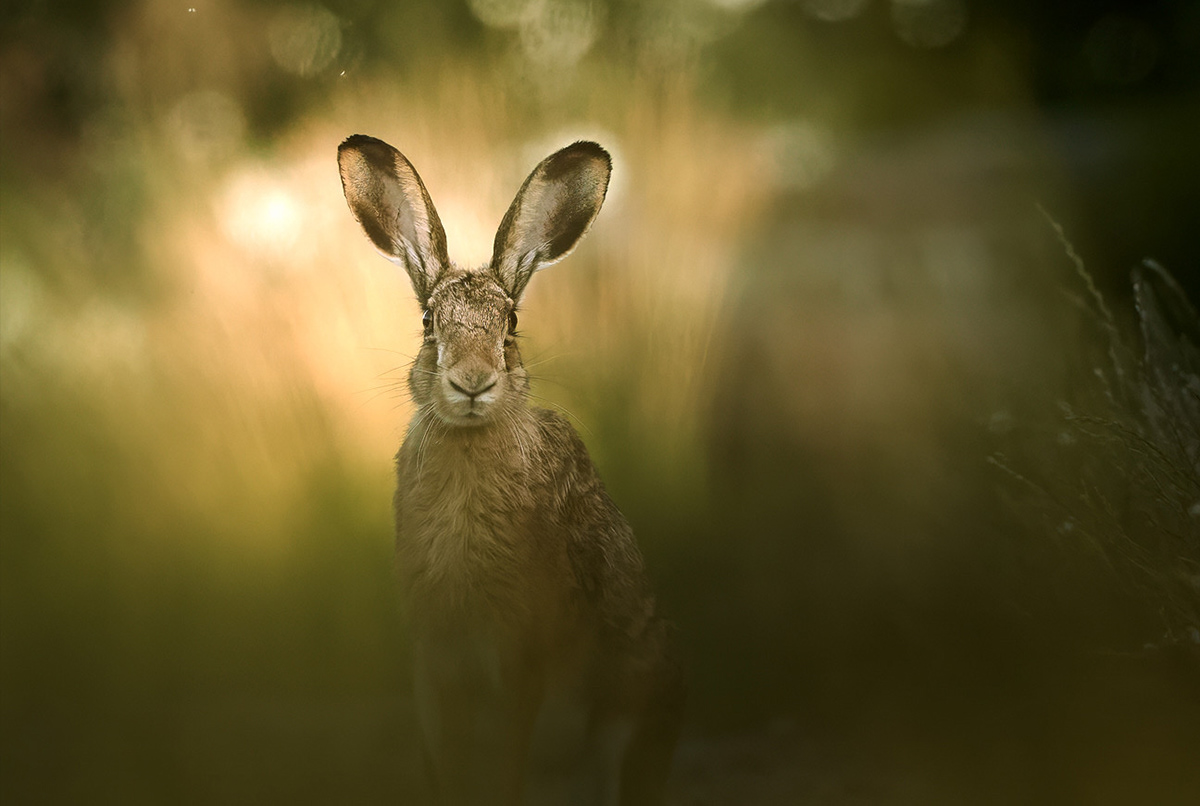 wildlife Photography  hare Brown Hare animals Nature photoshoot
