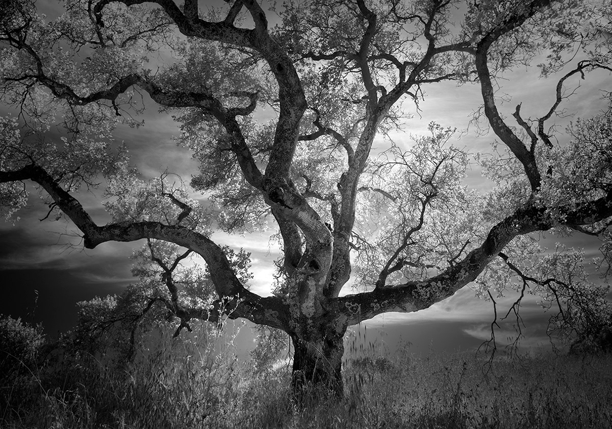 oak trees forest light infrared branches leaves black and white