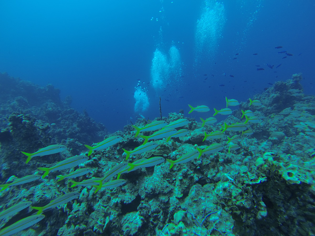 underwater scuba fish reef Shipwreck Bahamas gopro hero3