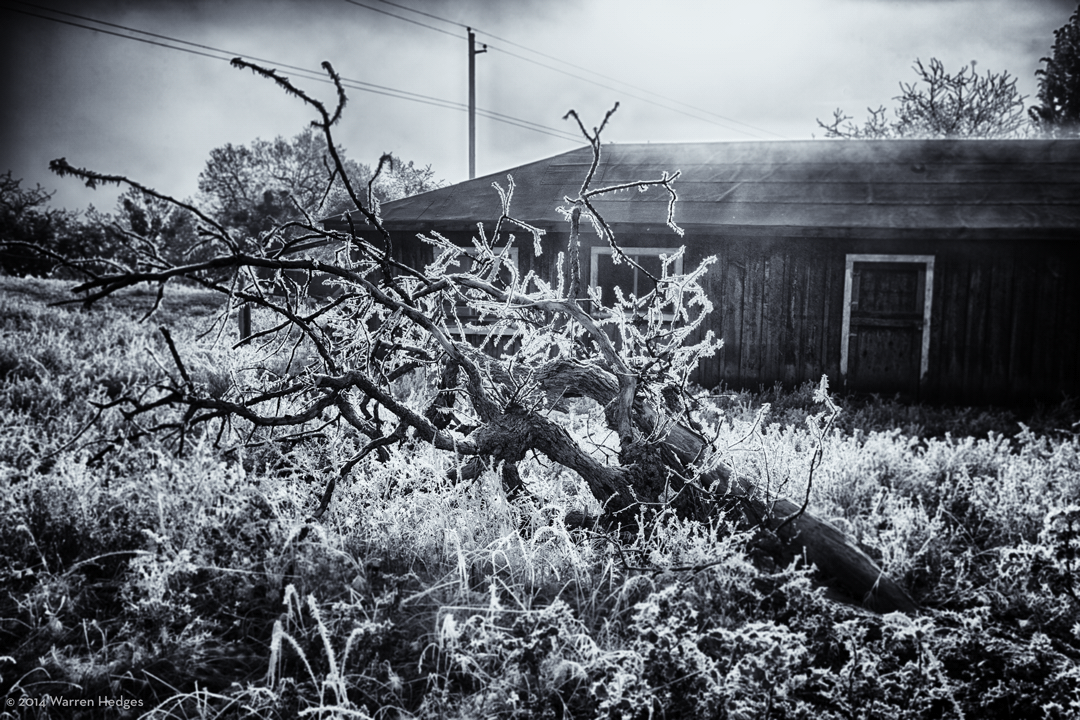 frost Black Mountain warren hedges