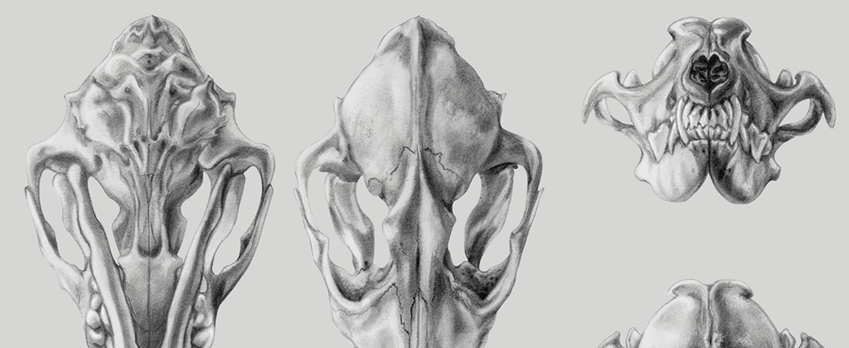 scientific illustration coyote skull beetle