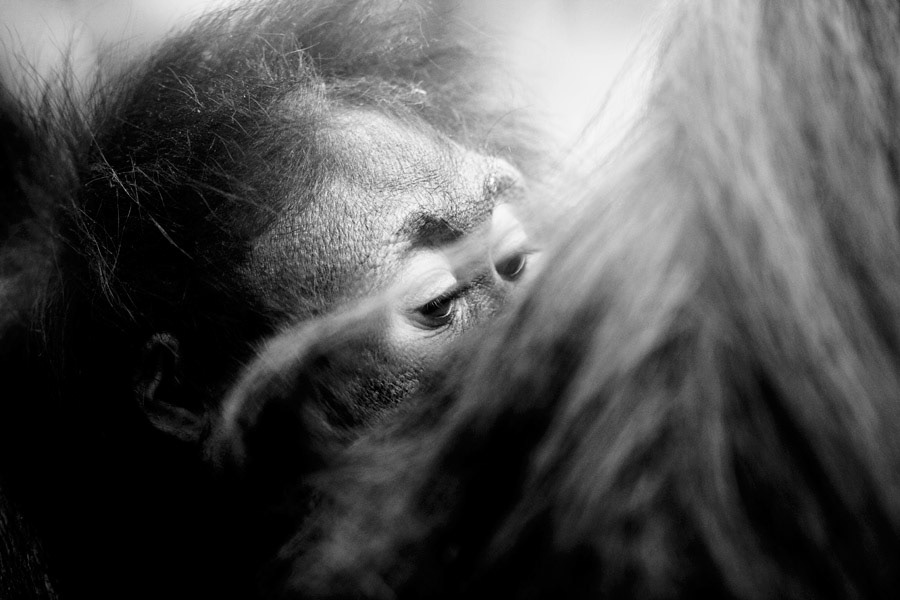 animals apes zoo monkey b&w