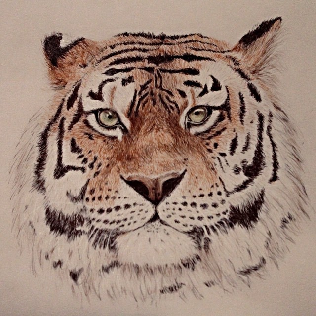 tiger biro pens sketch portrait animal Cat colour Unusual material