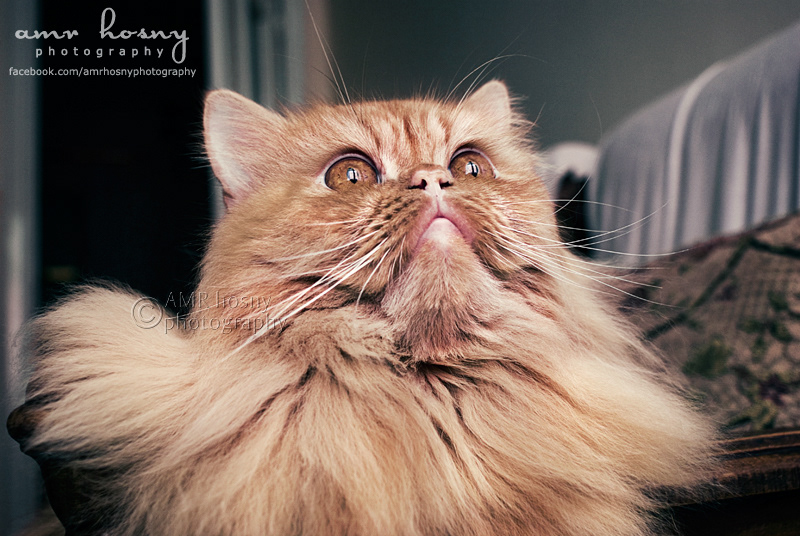cats pets animals domesticated animals AMR hosny AMR hosny Photography cats photographer