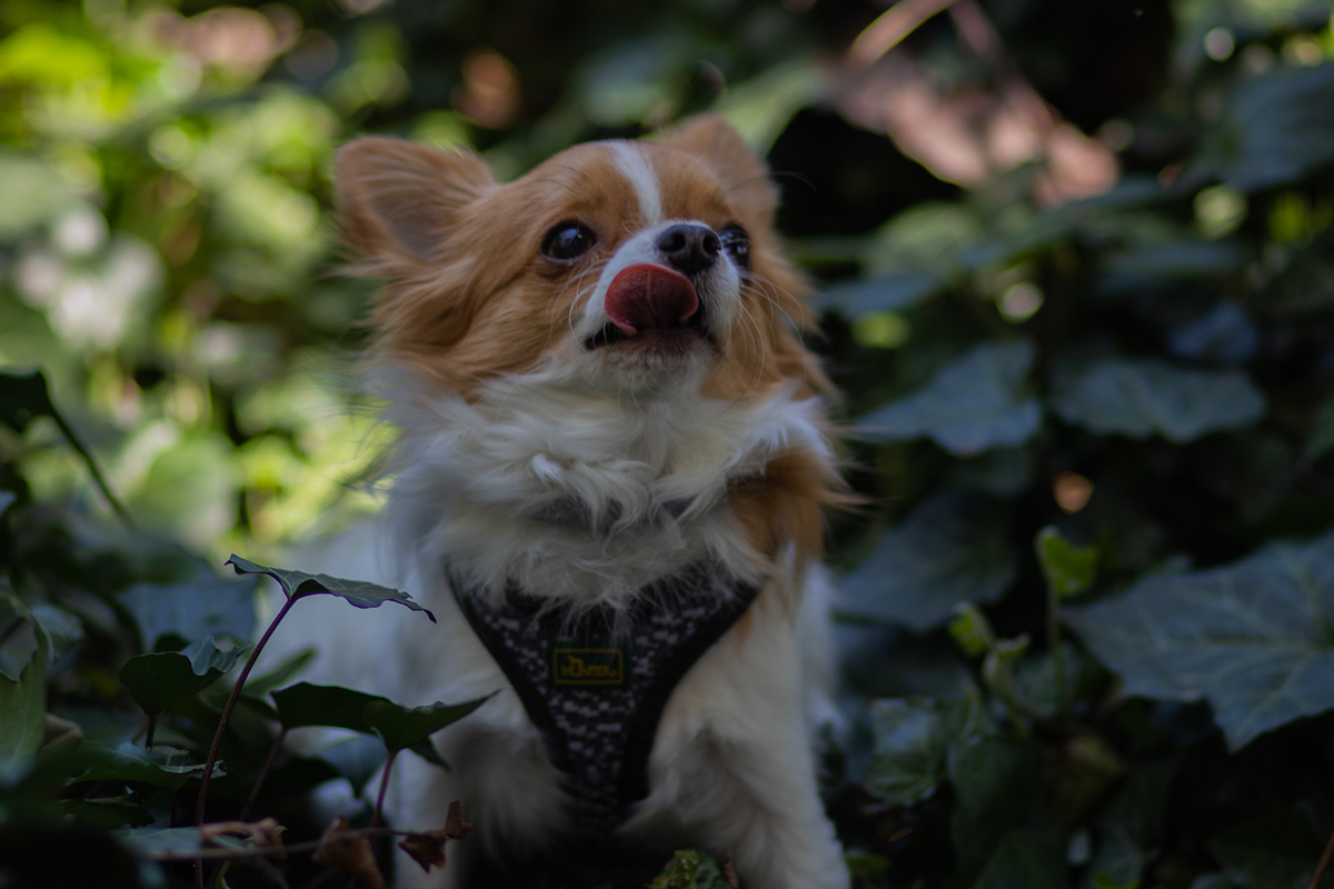 chihuahua cute dog Pet Photography  photoshoot portrait