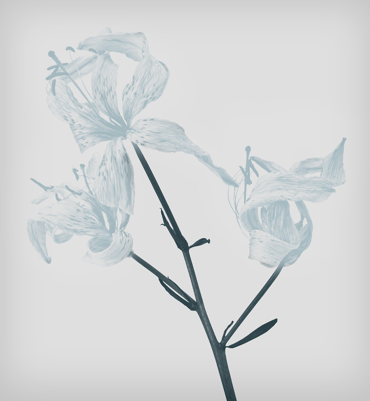 Adobe Portfolio Dried Flowers Flowers fine art Interior Graphics limited editions