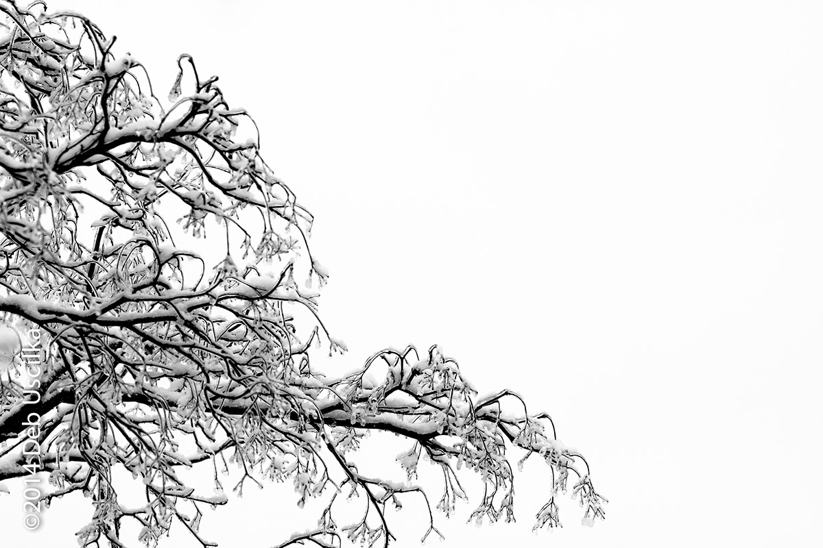black and white Tree  winter snow