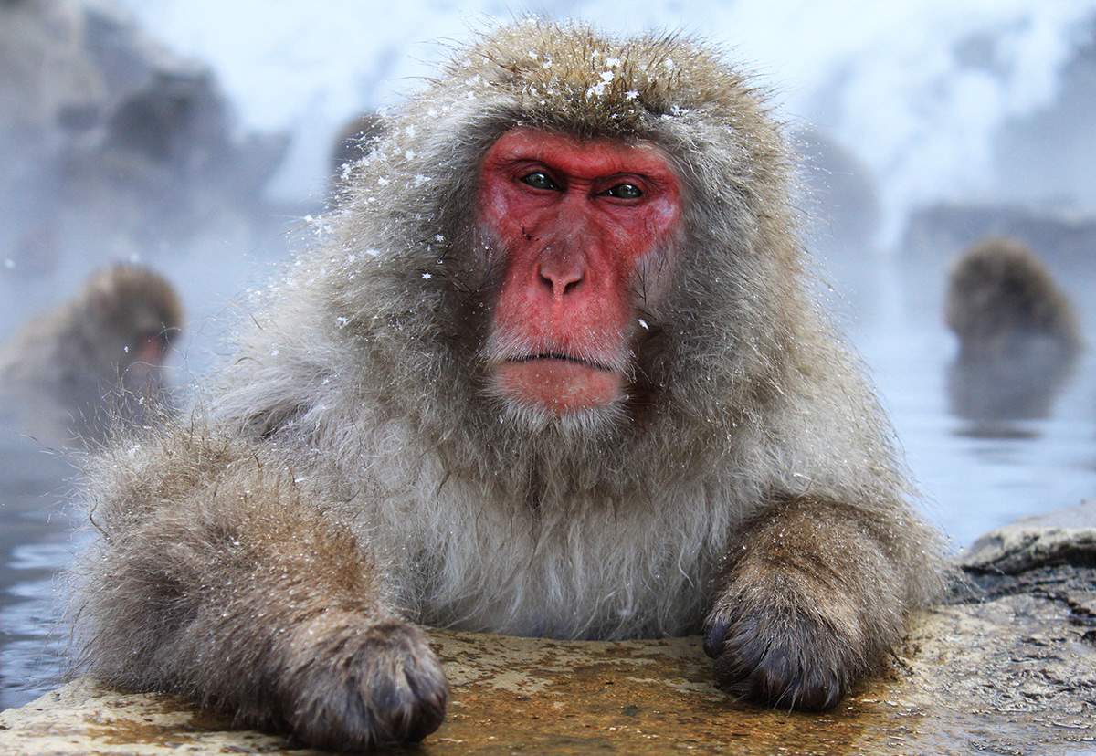 snow monkeys monkey hot spring bath bathing ape bathing animals portrait