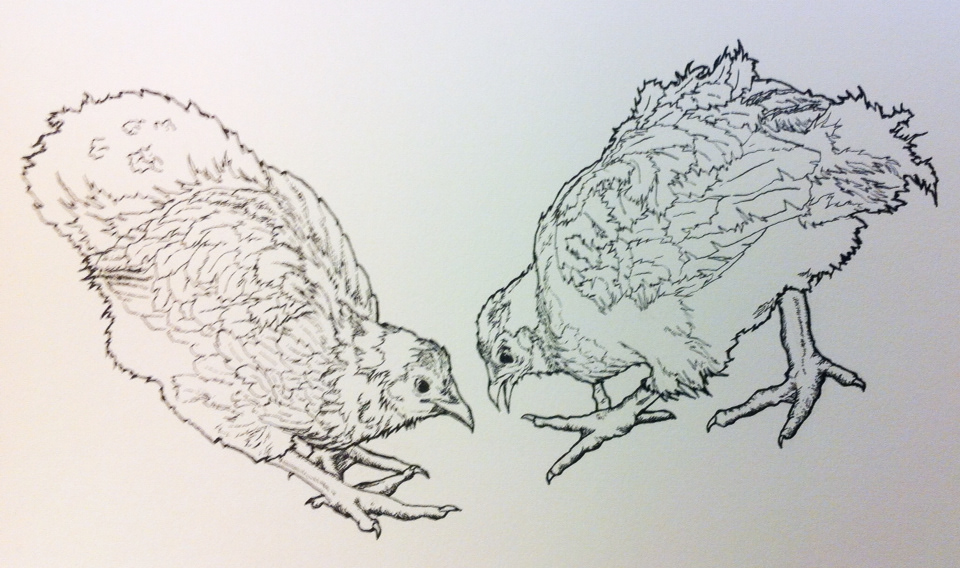 chicken project pen ink crow quill babies cute watercolor