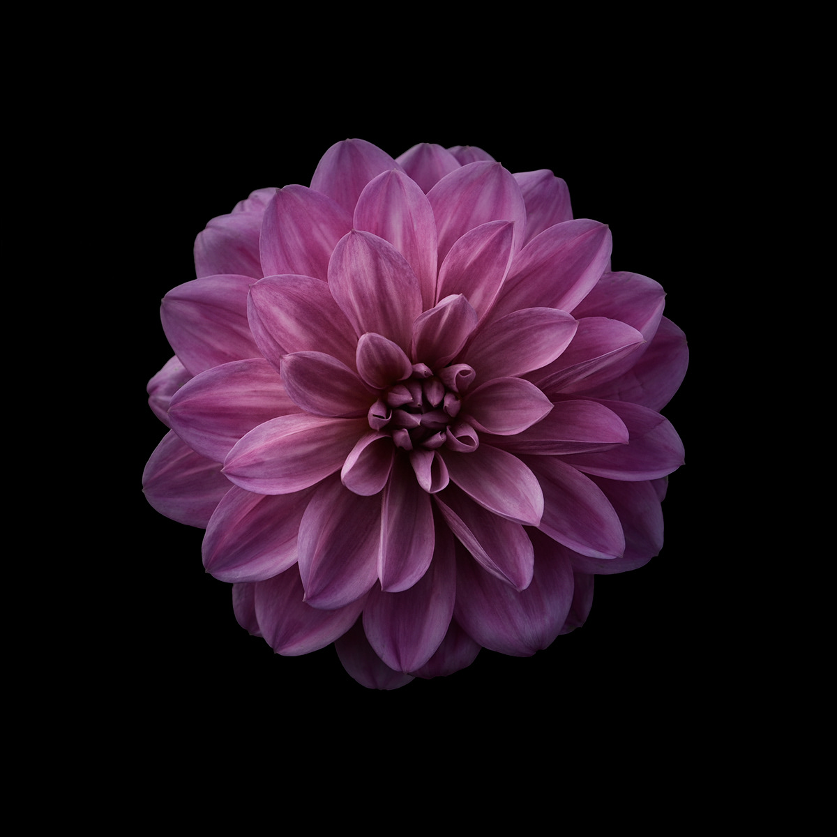 dahlia Flowers Photography 