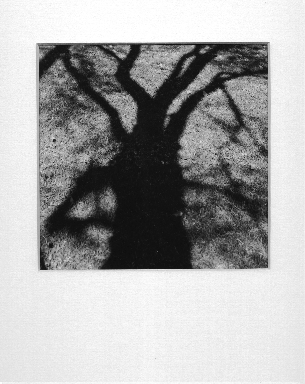 Lindsey Best trees Shadows Shadows As Subjects Nature black and white darkroom prints rolleiflex Hasselblad