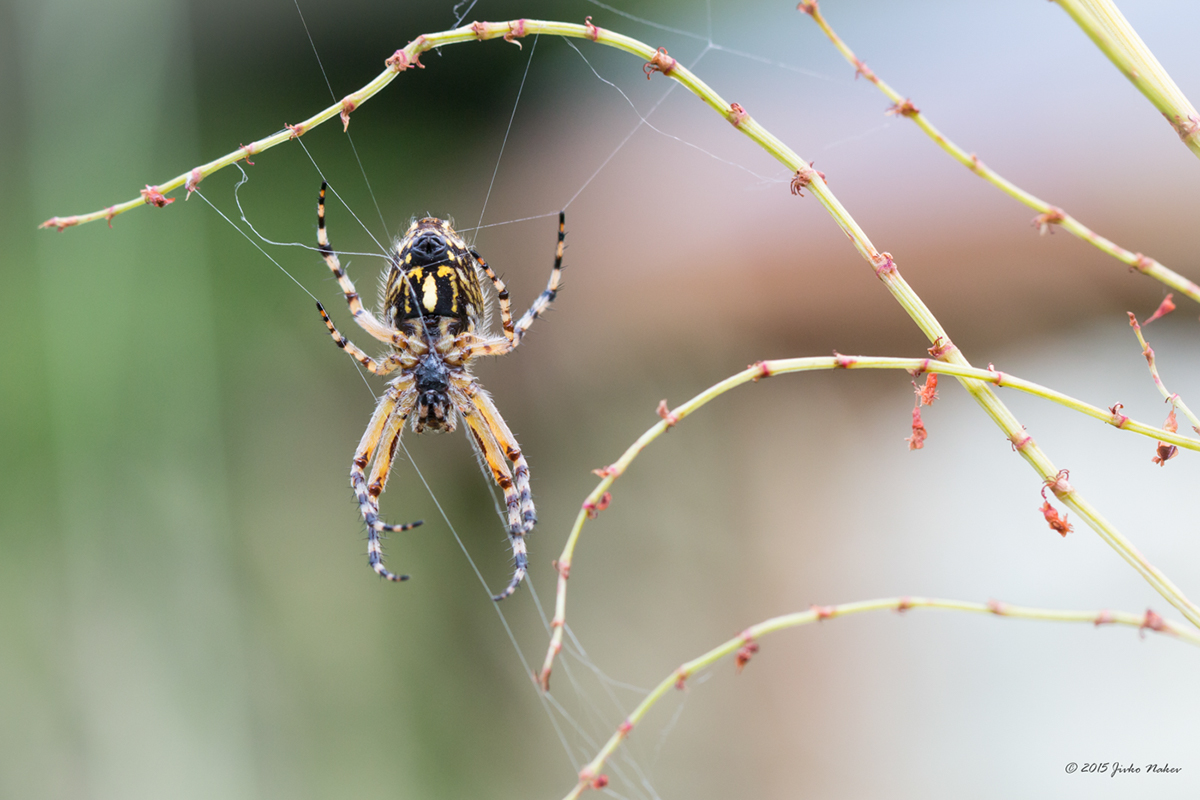 animalia animals aravhnida spiders wildlife Nature