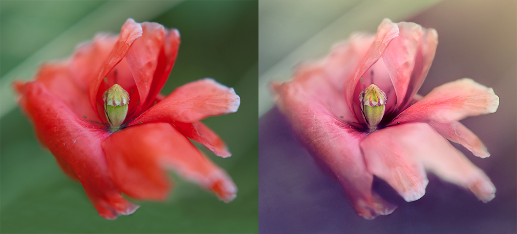 retouch photo poppy color digital art flower Nature beauty light photoshop antrisolja ukraine Flowers floral