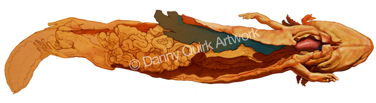 Mudpuppy biology digital painting photoshop dissection Danny Quirk