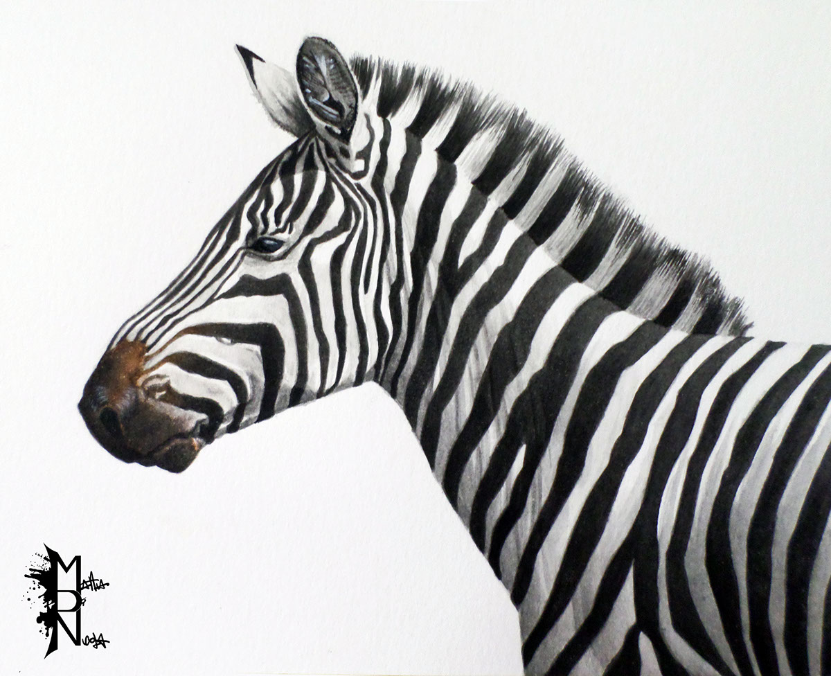 iilustrazione disegno aquerello watercolor colore animali animals acrylic acrilico pastello paint dipingere color