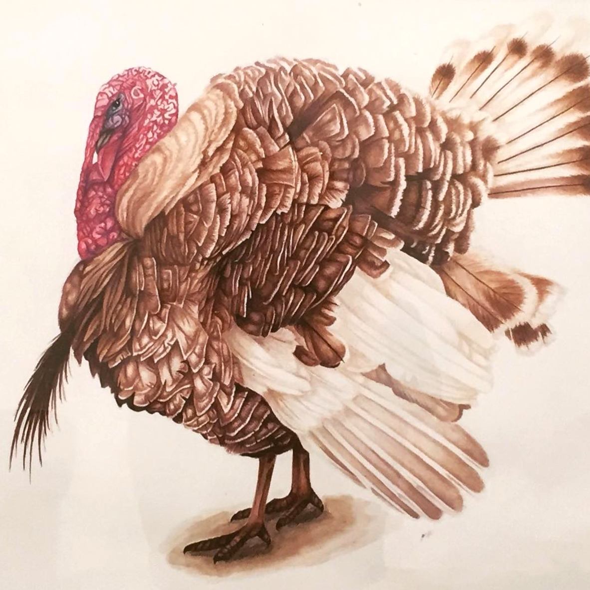 Turkey bird scientific illustration painting  
