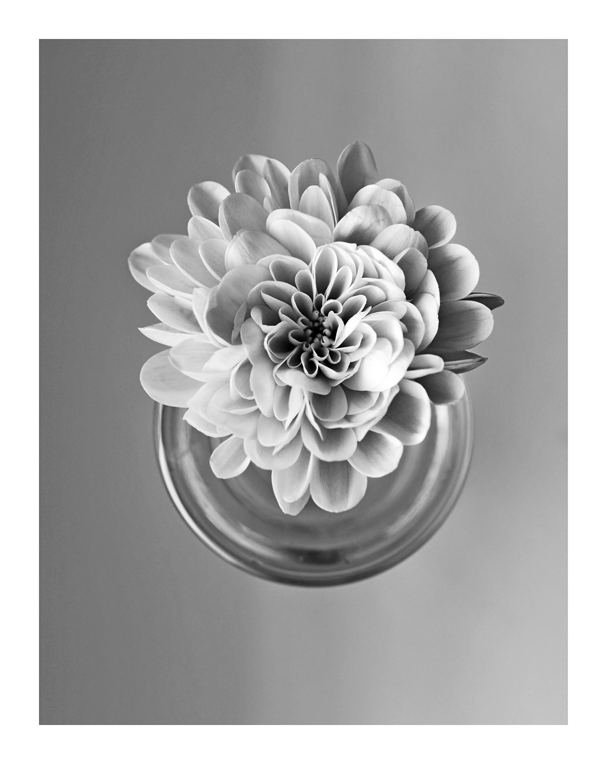 flower Flowers Nature Chrysanthemum bw blackandwhite glass