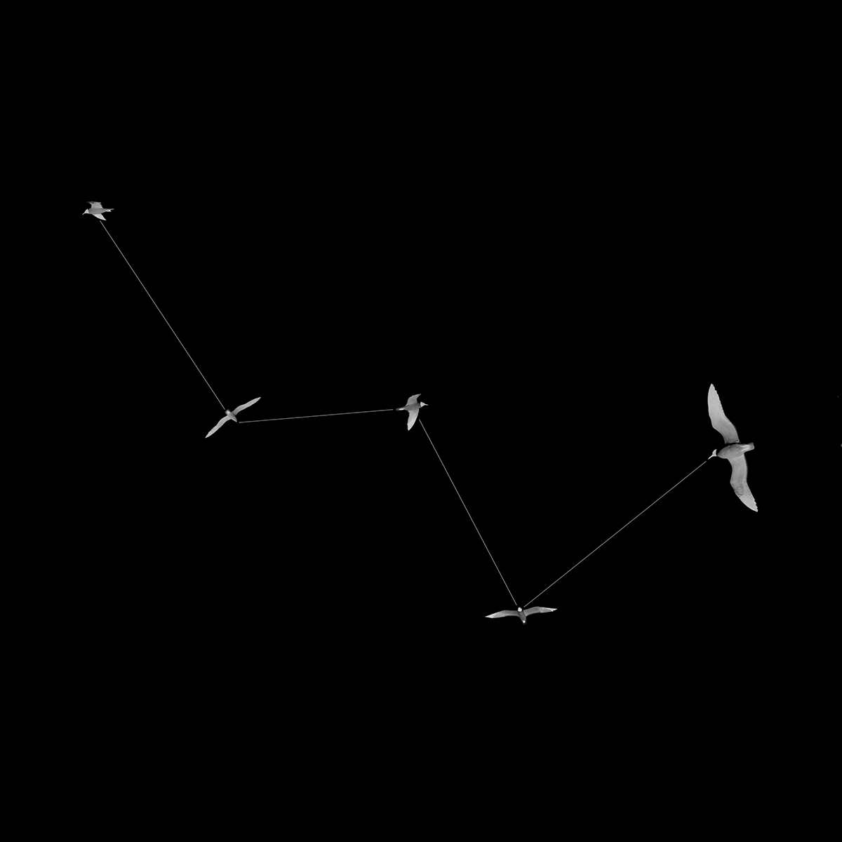 birds seagulls Constellations constellation orion hercules ophiuchus perseus