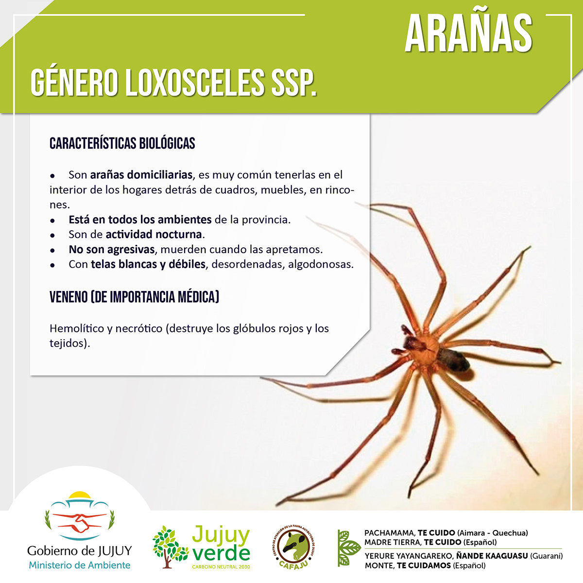 Alacranes arañas argentina bichos peligrosos diseño gráfico flyers norte argentino redes sociales serpientes