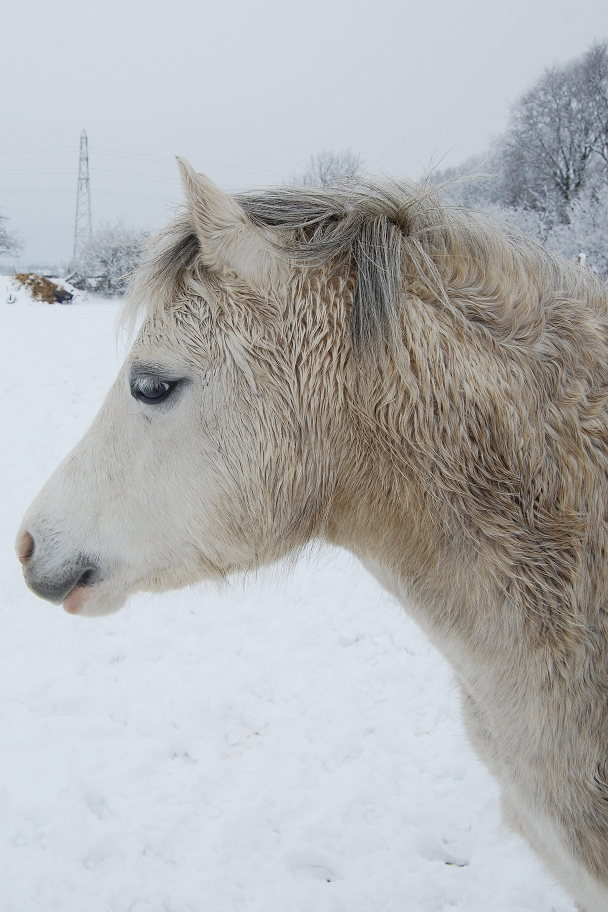 horse snow Cat  nature  white  furry  Horses winter black White cold pony horses weather