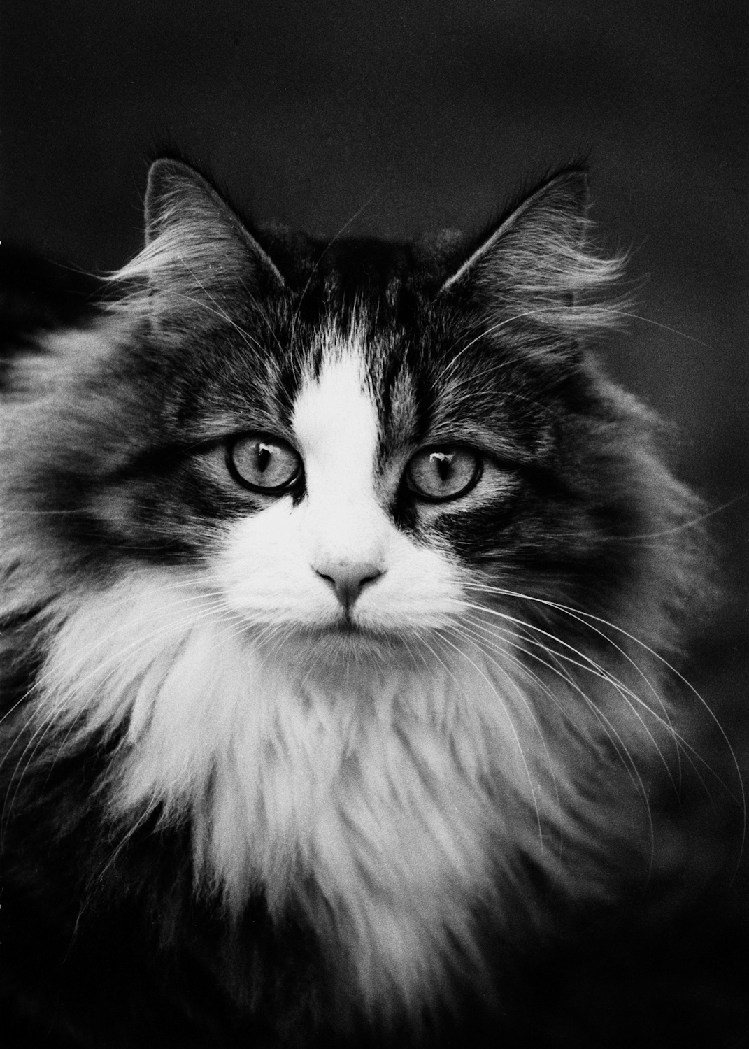 ILFORD neopan kodak portra darkroom analog Analogue traditional 35mm 135mm black and white color Cat kitty portrait