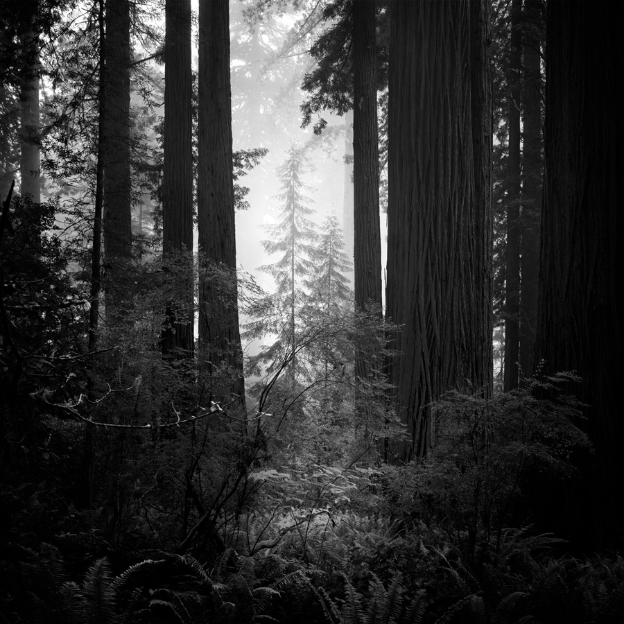 redwoods trees fog Photography  black and white Landscape silence mist Lady Bird Johnson nlwirth