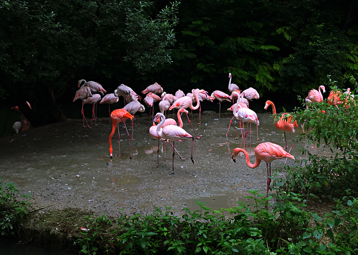 animal bird flamingo Nature Photography  pink wildlife zoo