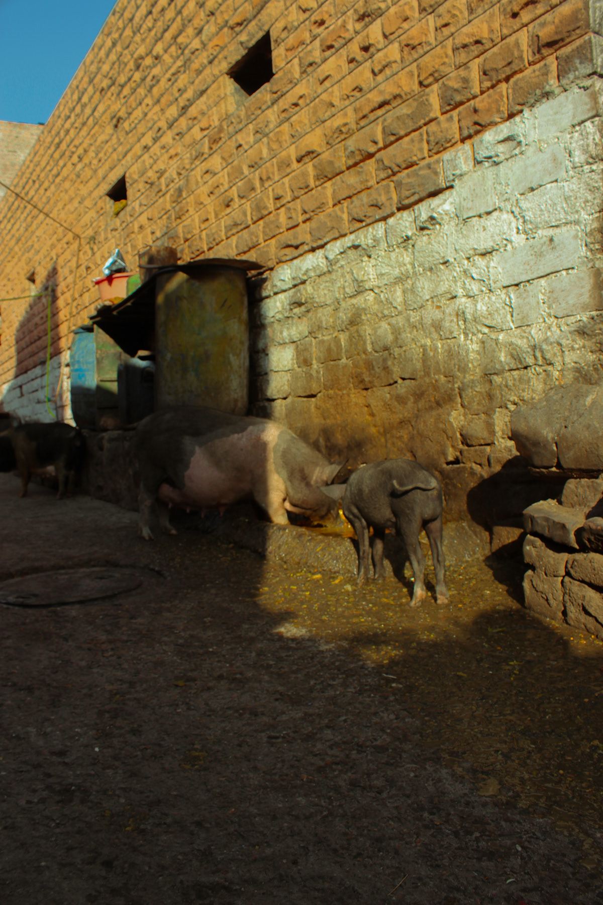 animal jodhpur Rajasthan Poverty culture peace Nature Coexistence pig Slums of India