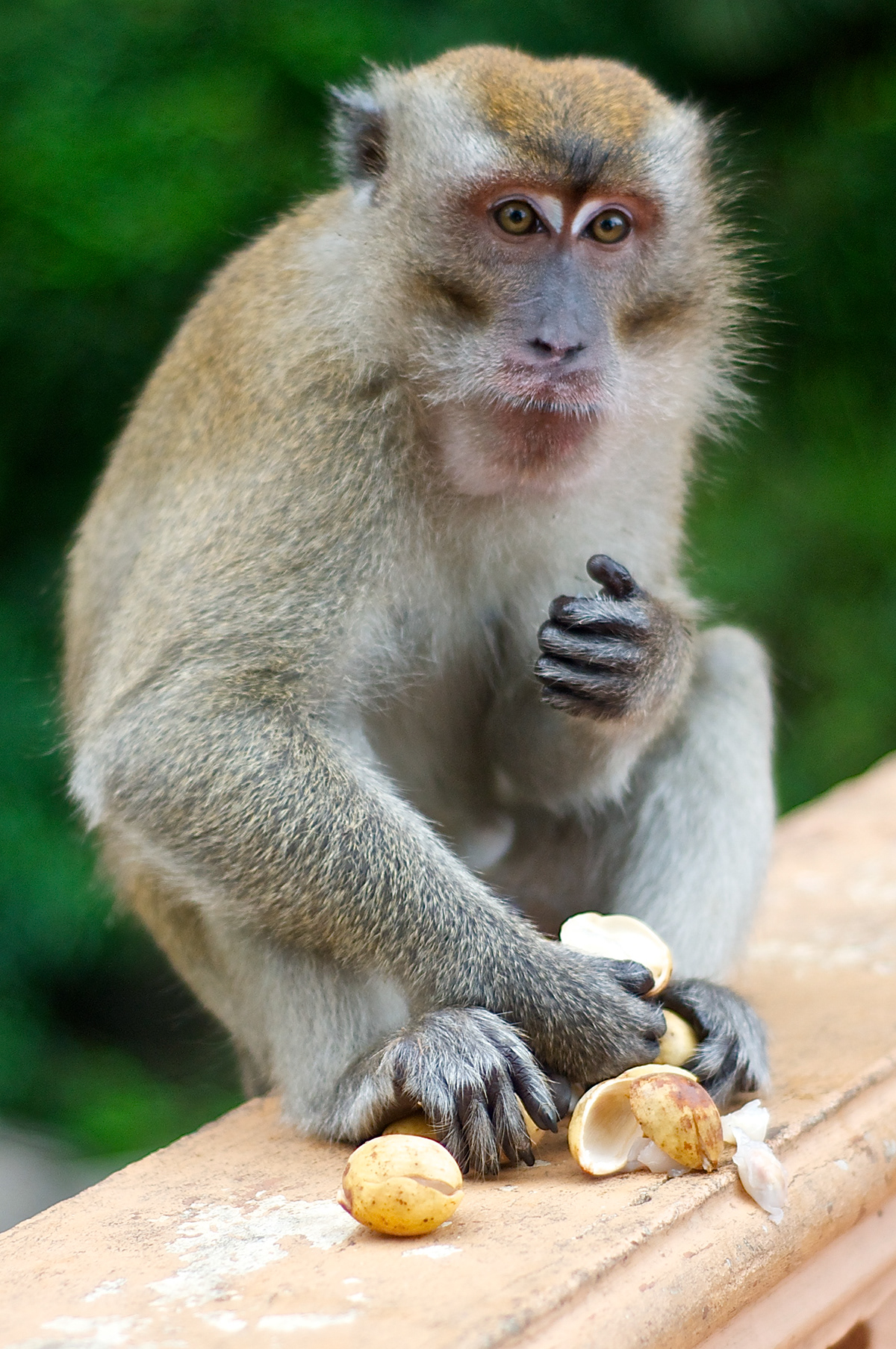 monkey animal portrait