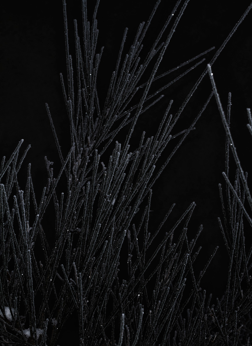 winter ice eis frost frozen cold Thorn Witte carsten Raureif Dornen schnee