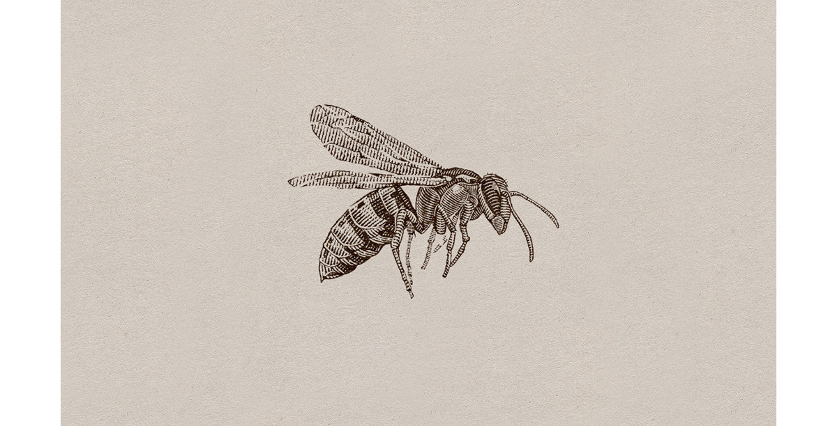 vespa bee sting engrave engraving rapidograph ink lineart