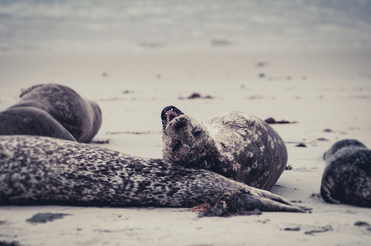 seals wildlife sanctuary San Diego Travel usa California seal colony