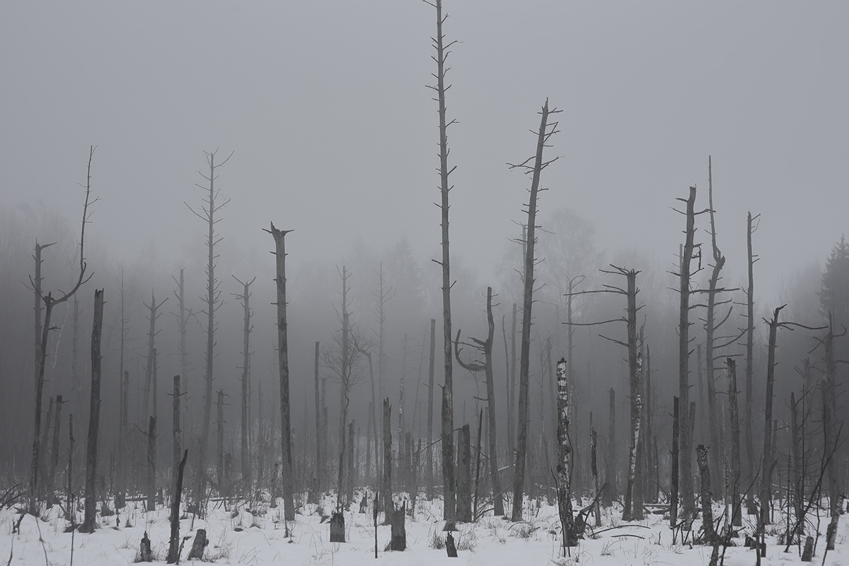 lietuva lithuania tree art Fine Arts  fog Fog Photography trees dark