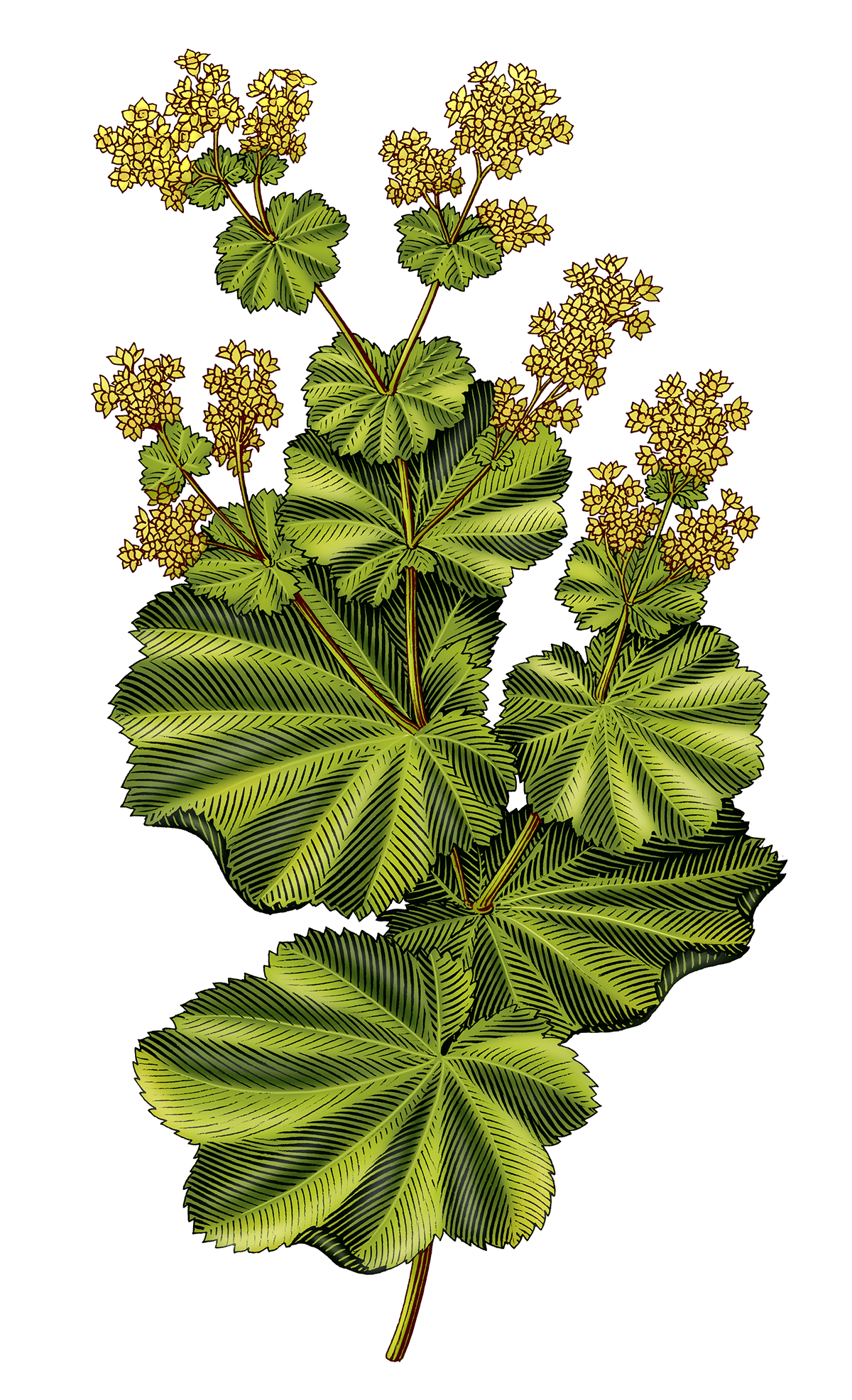 draw ILLUSTRATION  engraving label design herbal tea botanical illustration botany vintage style Digital Art  wood cut