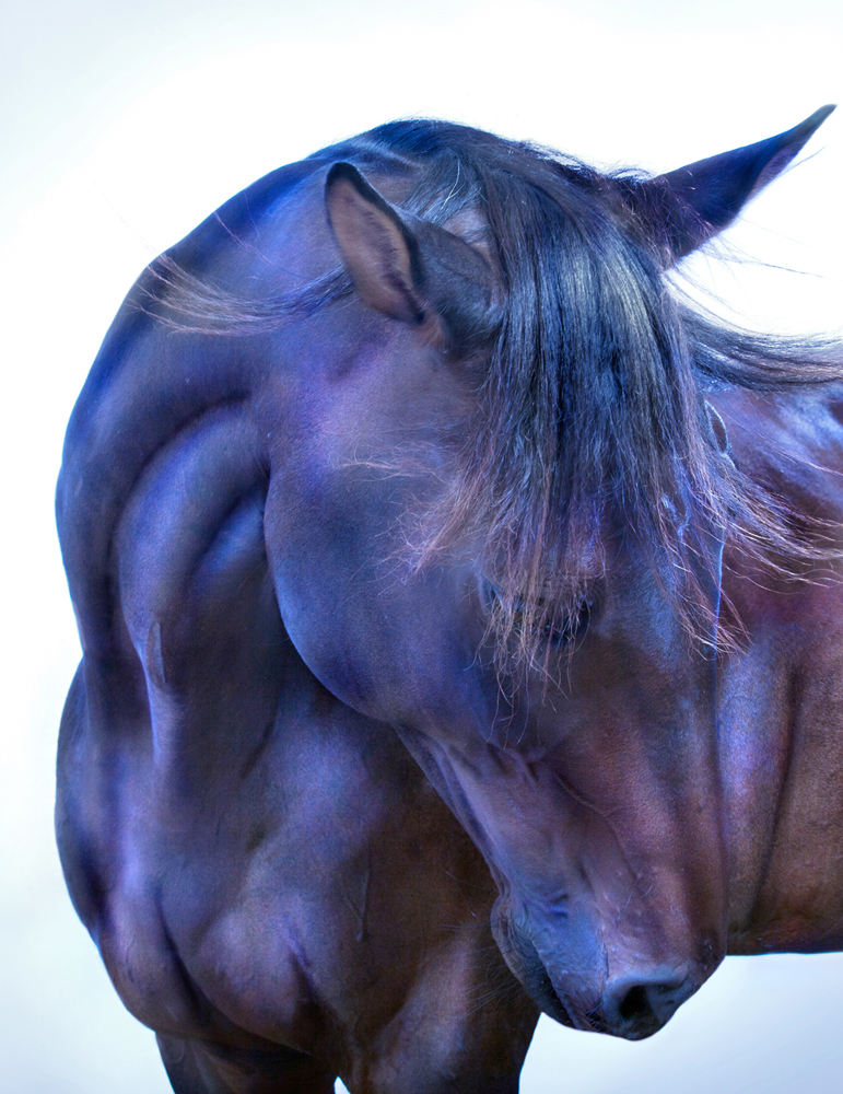 Andrew McGibbon art Exhibition  horses photo Photography  wild horses
