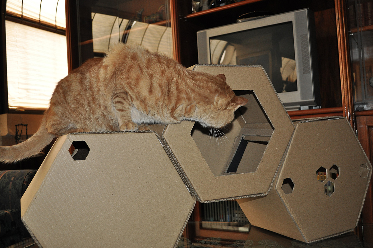 cats hive Cat mauricio bravo  lina vargas gatos  mueble furniture animal cardboard Pet Fun green