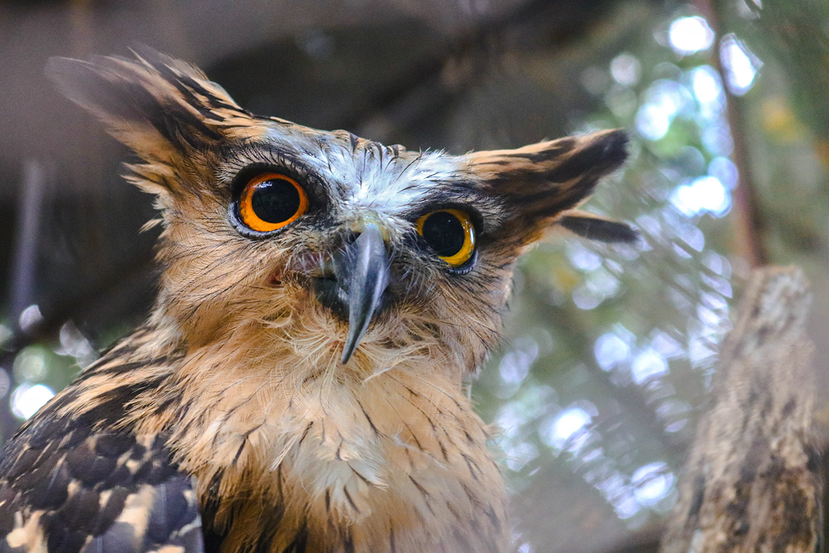 Photography  bird animal owl eagle photoshoot lightroom Nature
